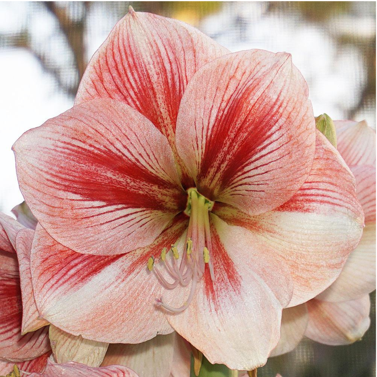 provence amaryllis.png