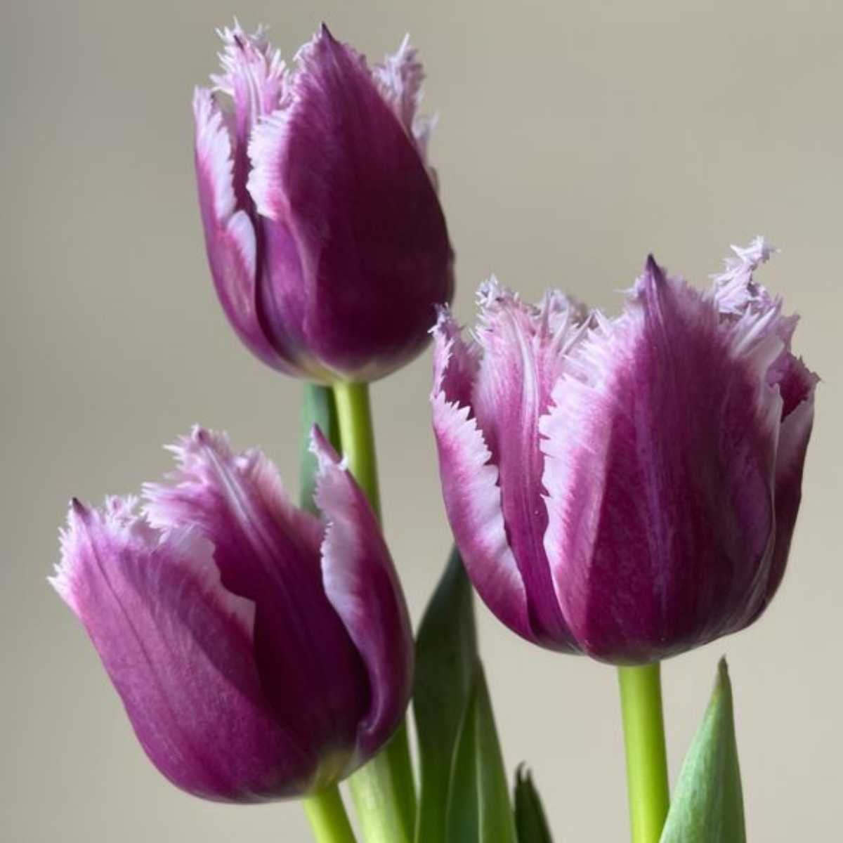 Pre-Cooled Tulip San Martin