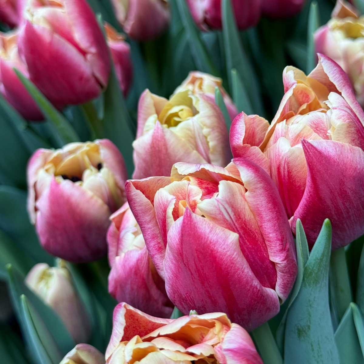 Pre-Cooled Tulip Verona Sunrise