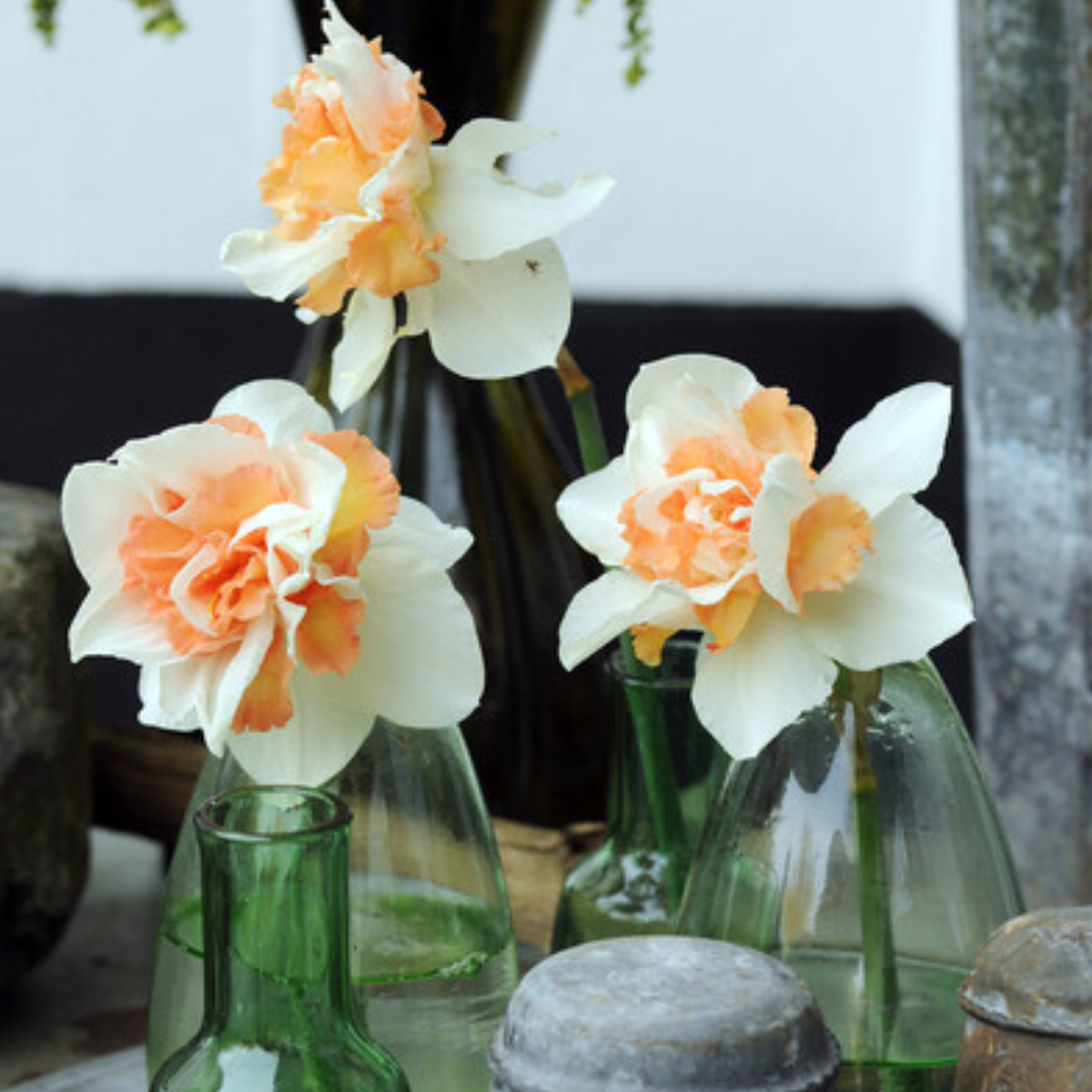 replete daffodil.png