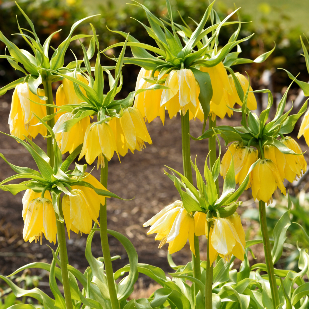 fritillaria lutea.png