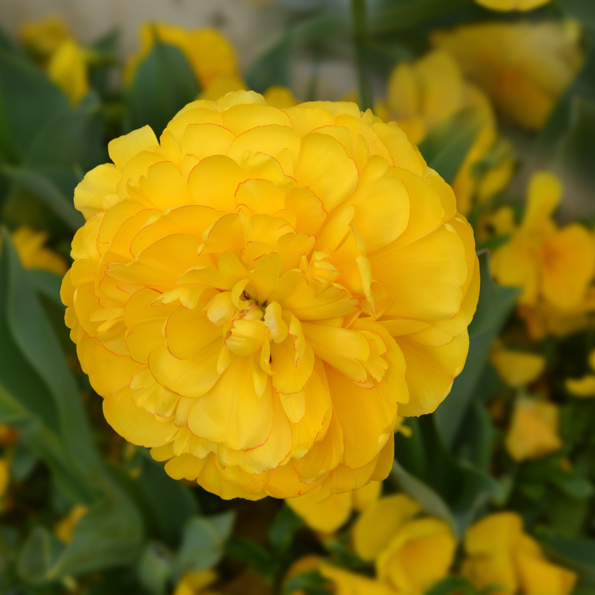 Yellow Pomponette Tulip 5 (1).png