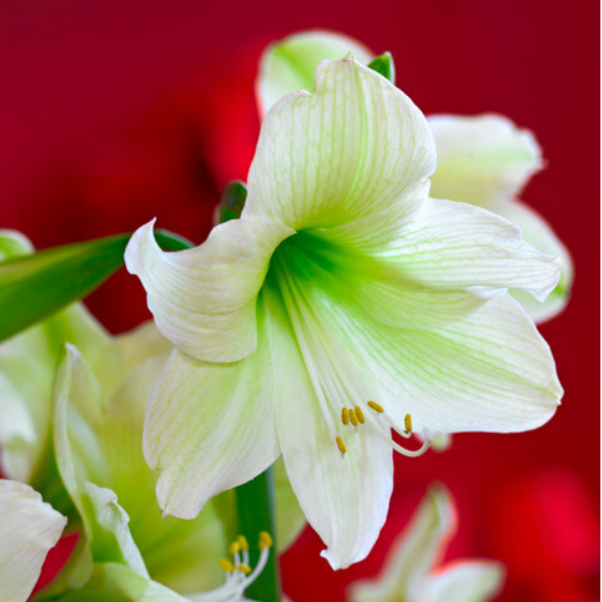 luna amaryllis 2.png
