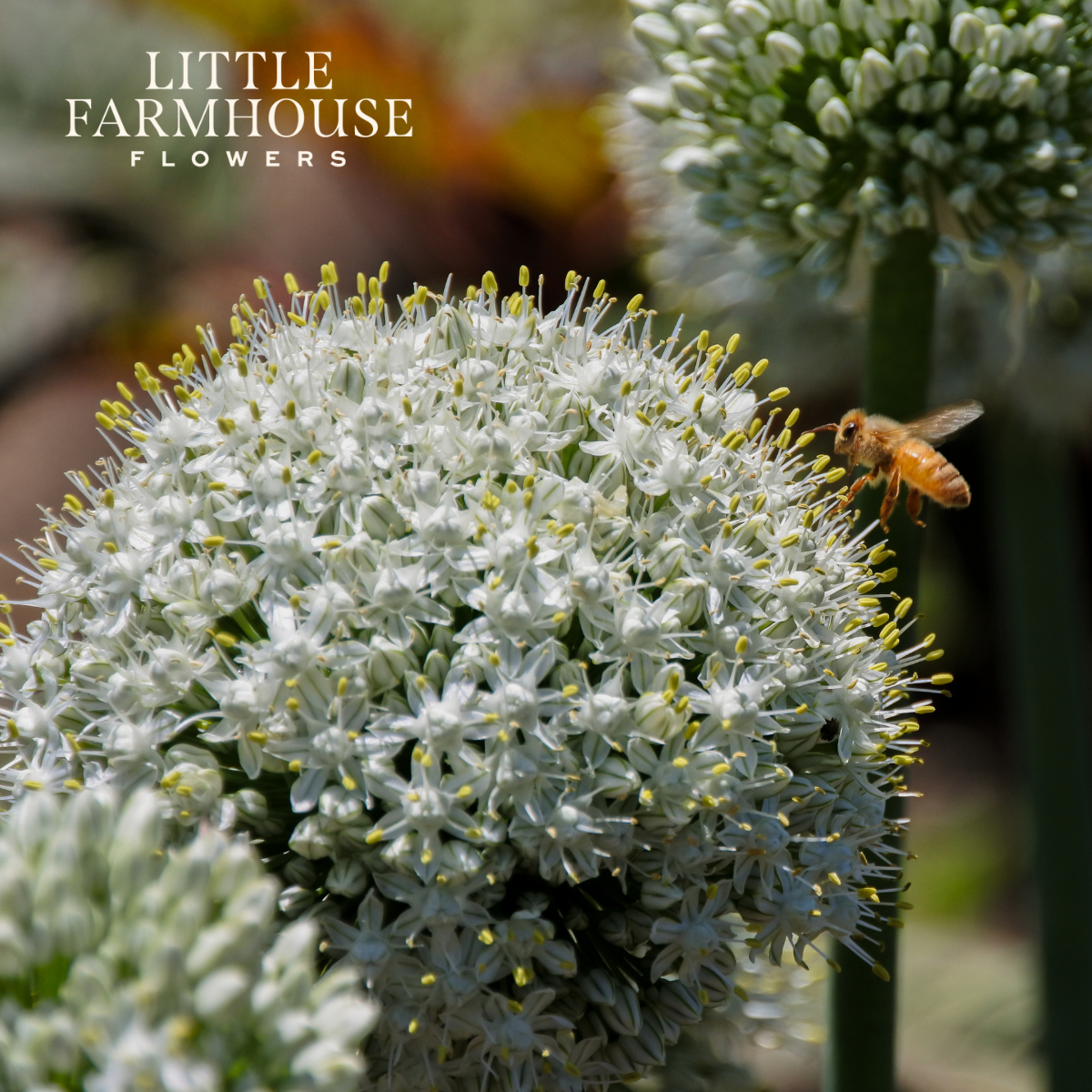 Mount Everest Allium Allium.png