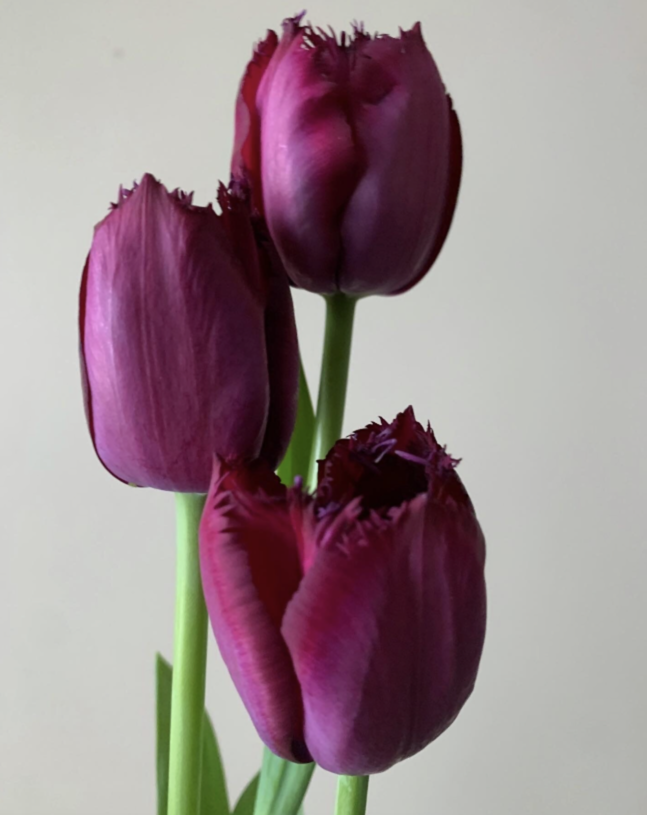 Screenshot 2023-09-23 at 4.16.50 PM.png