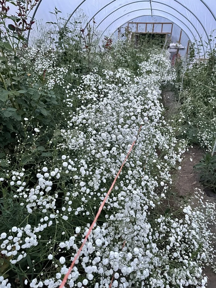 growing baby's breath — little farmhouse flowers