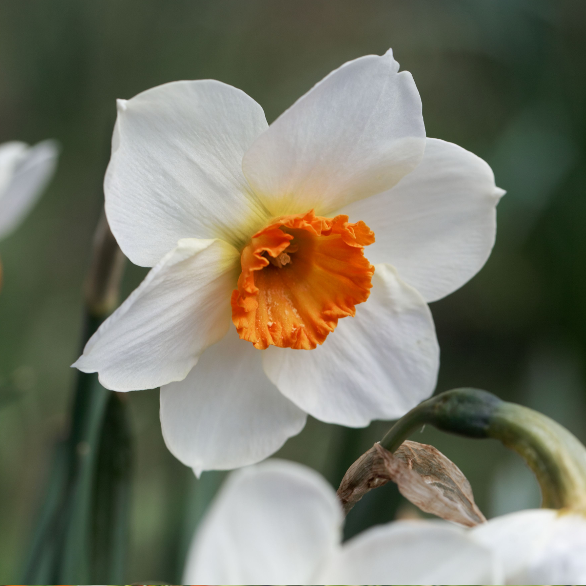 Barret Browning Daffodil.png