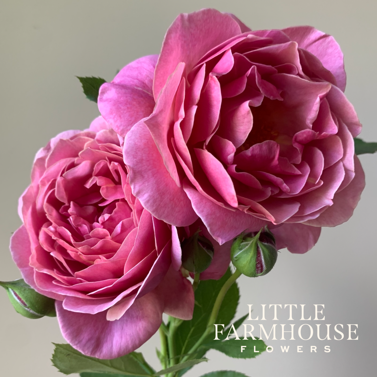 Queen of Elegance Rose