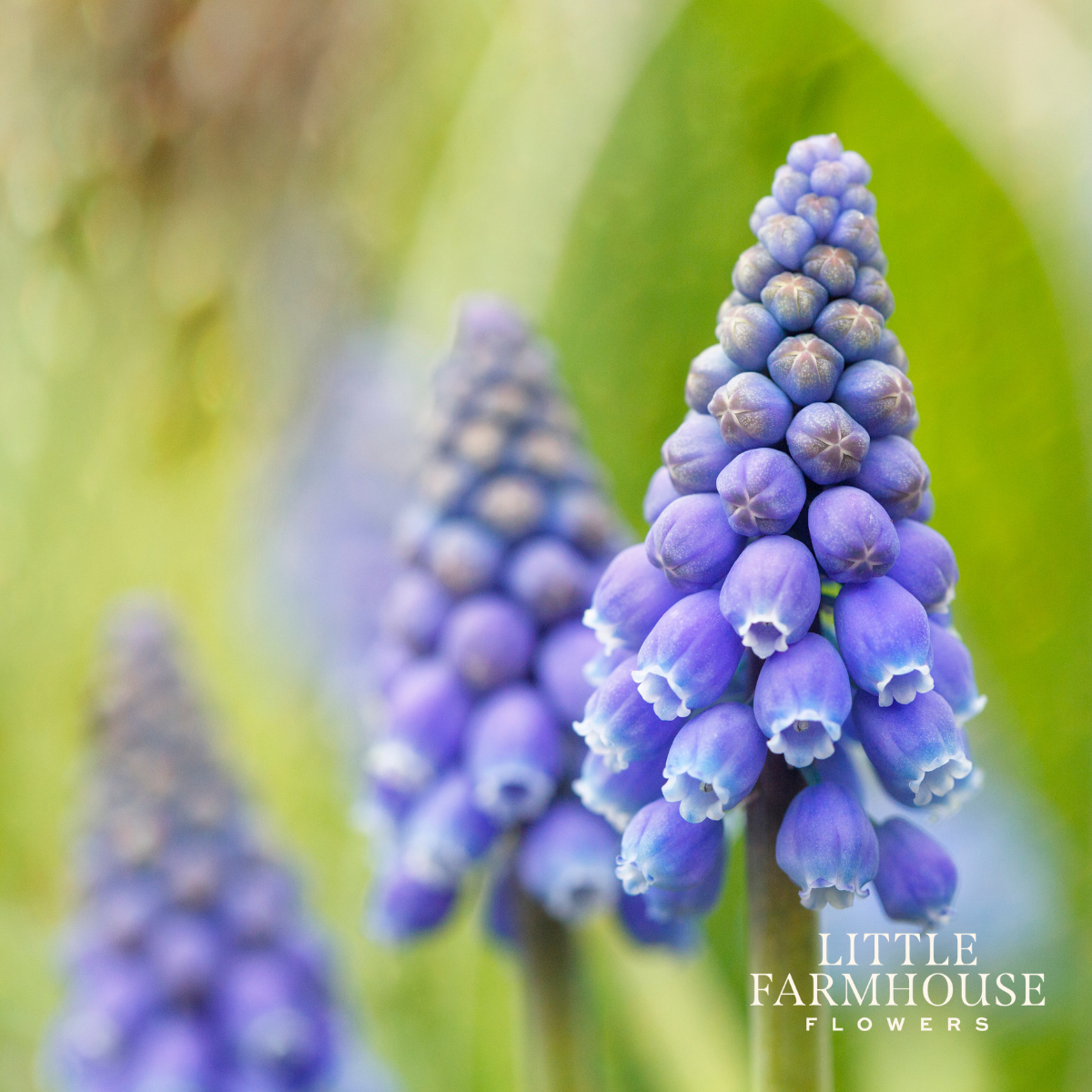 muscari azureum 2.png