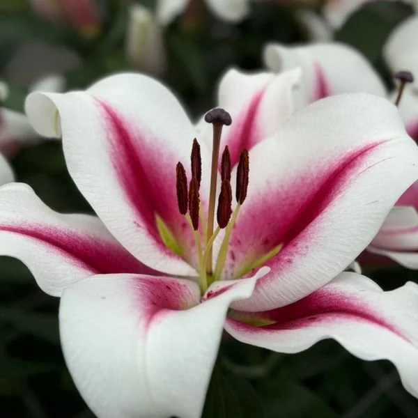 Lily Snowboard Oriental Lily — Denison Flowers