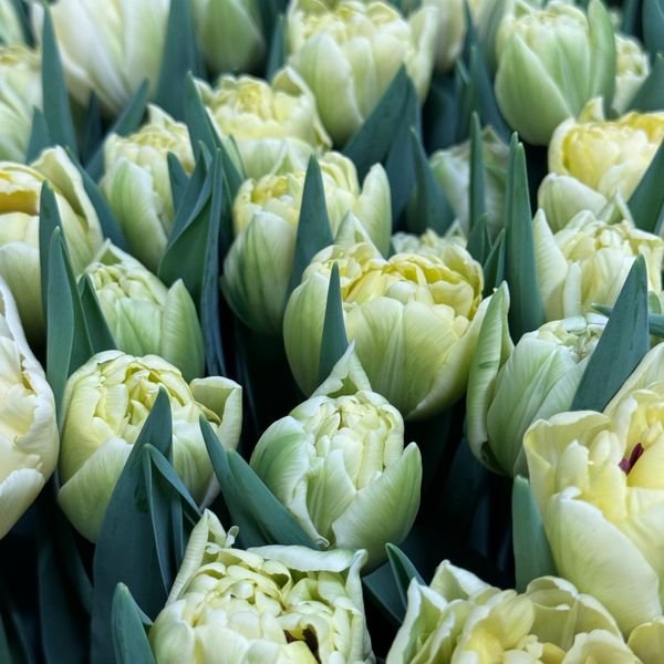 Pre-Cooled Tulip Avante Garde