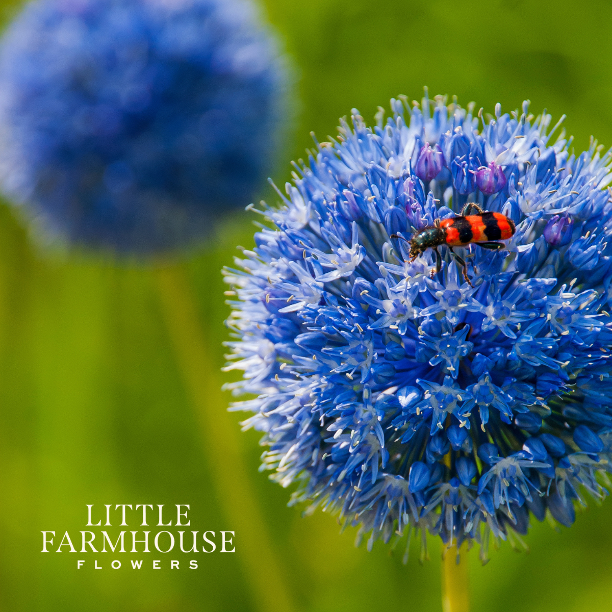Azureum allium.png