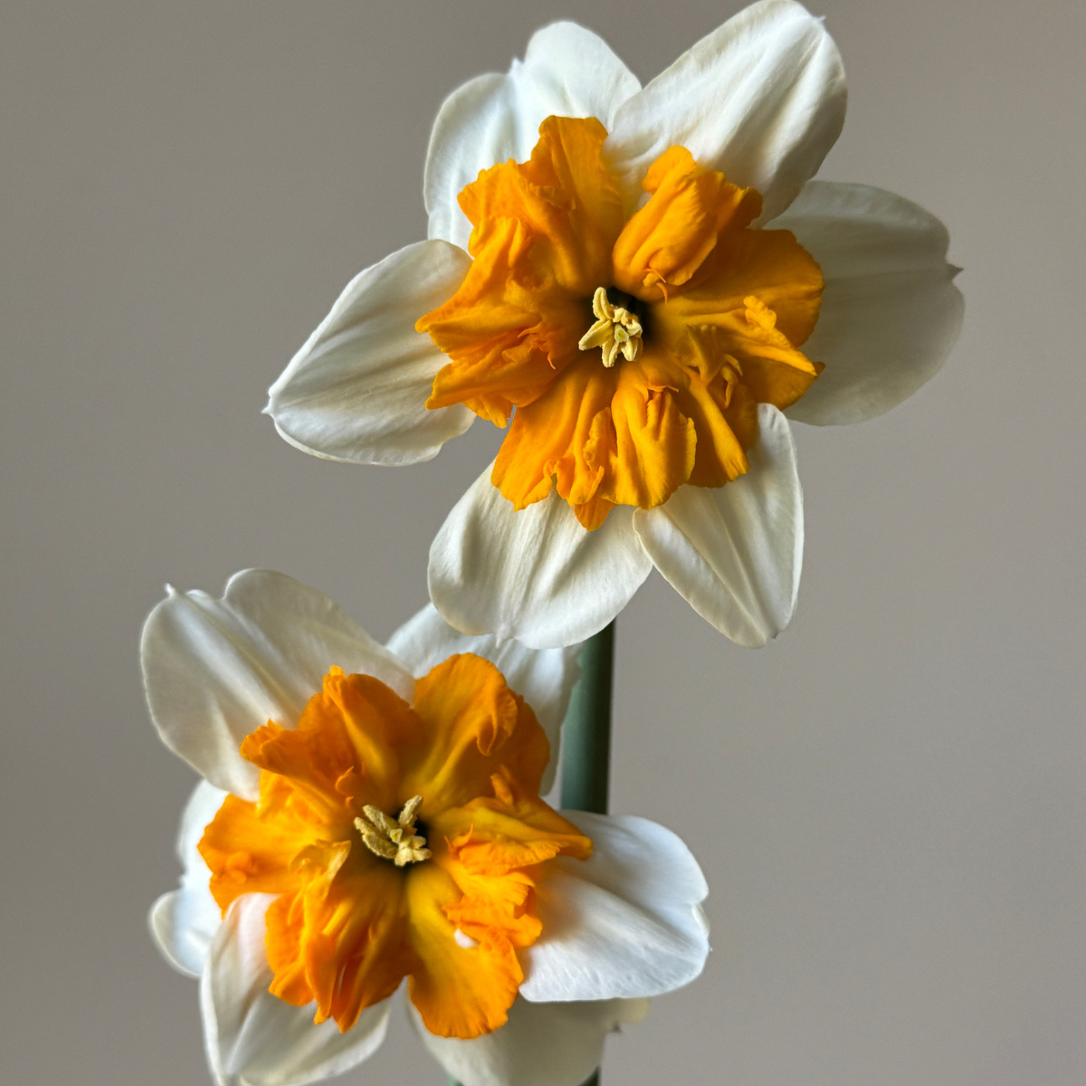 parisienne daffodil.png