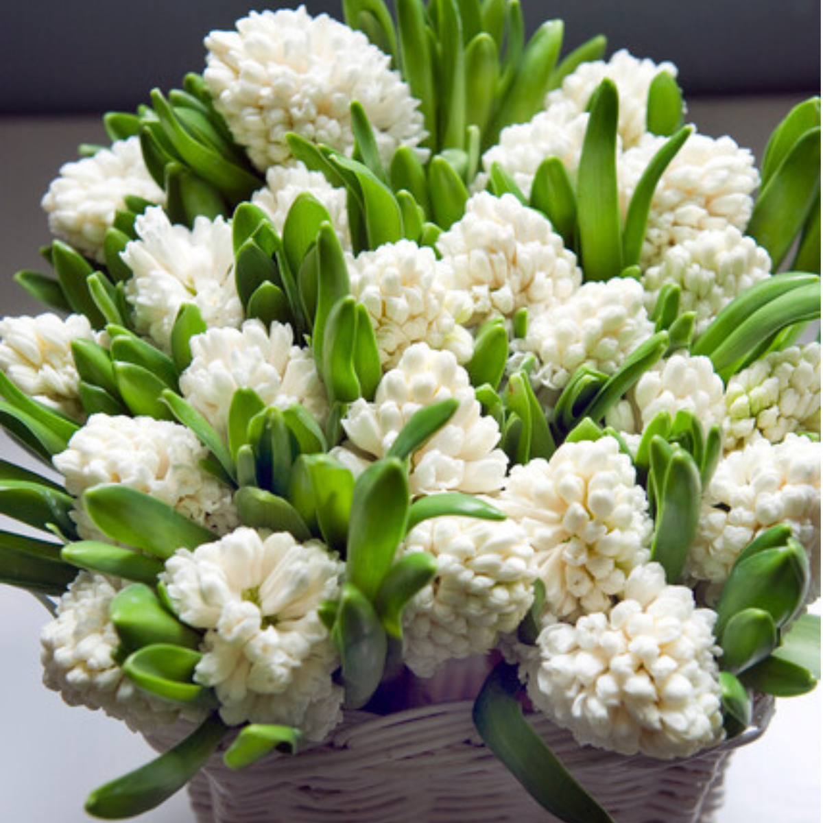 Aiolos hyacinth2.png