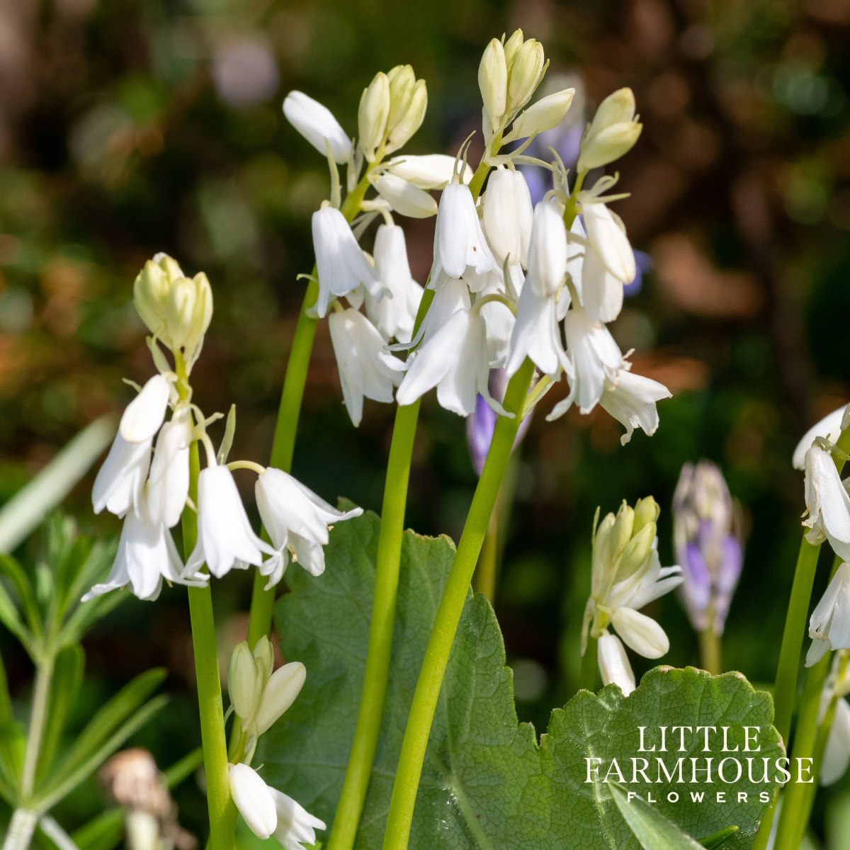 white wood hyacinth 2.png