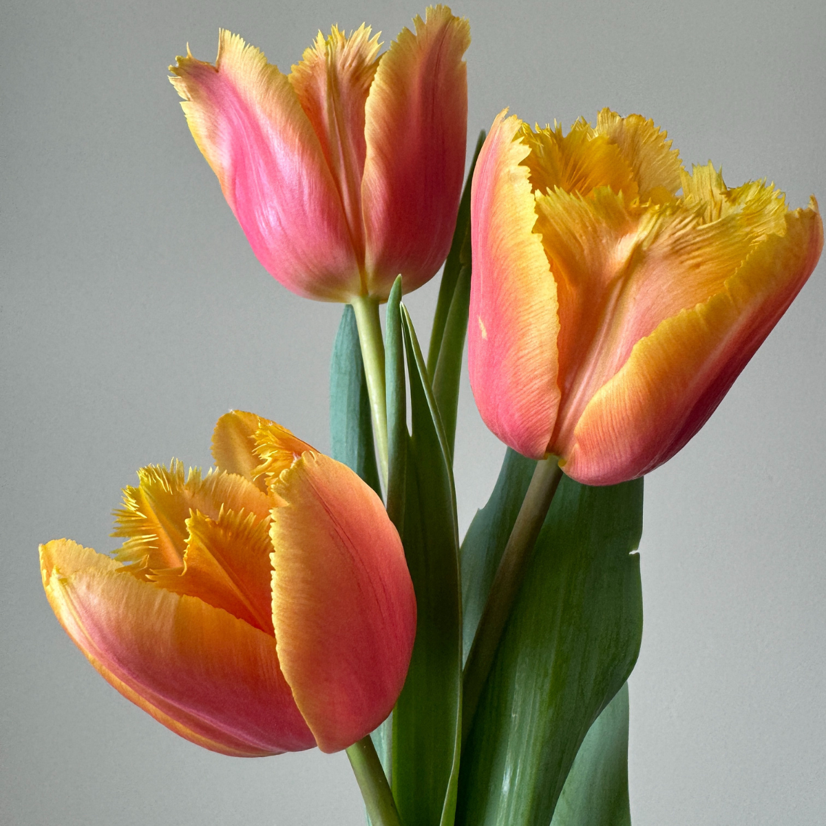 Lambada Tulip 5.png