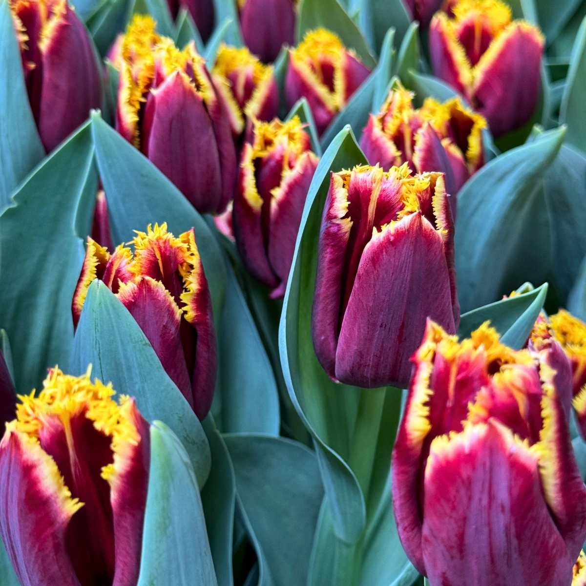 Pre-Cooled Tulip Mercure