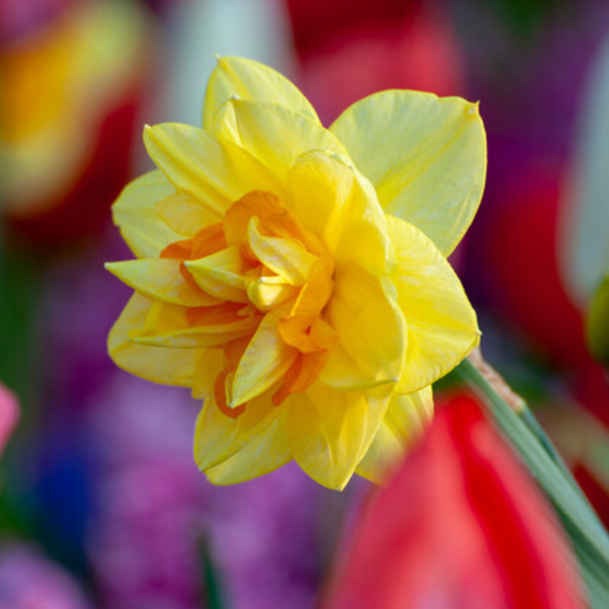 Apotheose Daffodil.png