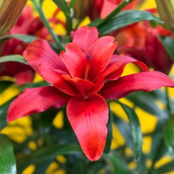 Snowboard Lily — little farmhouse flowers