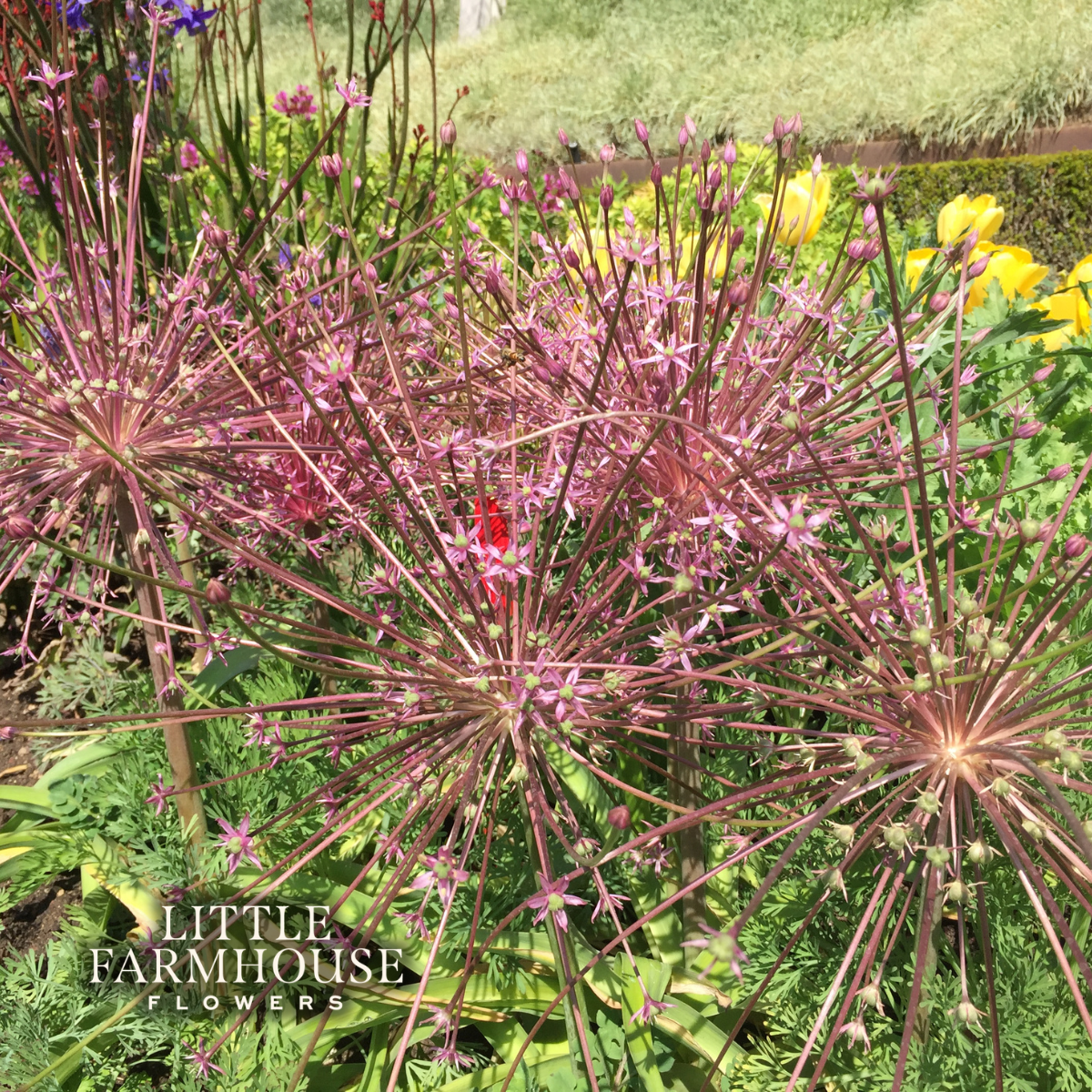 Schubertii allium.png
