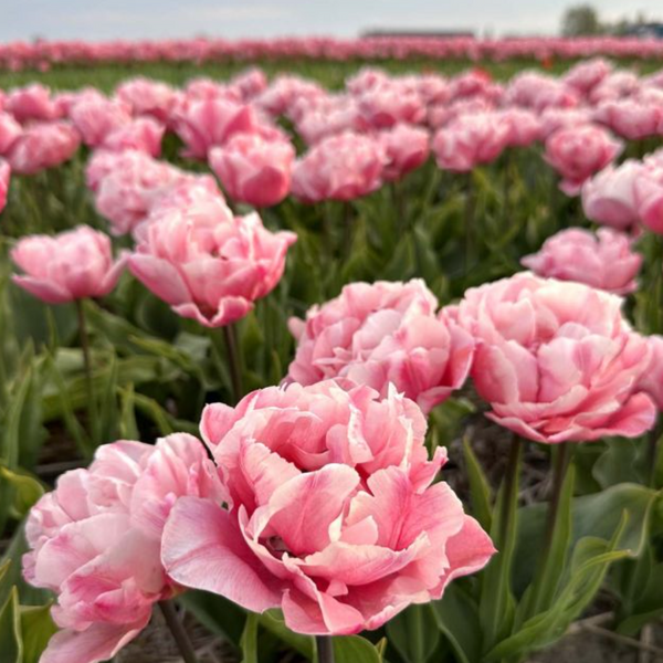 Pre-Cooled Tulip Quinty Trustfull