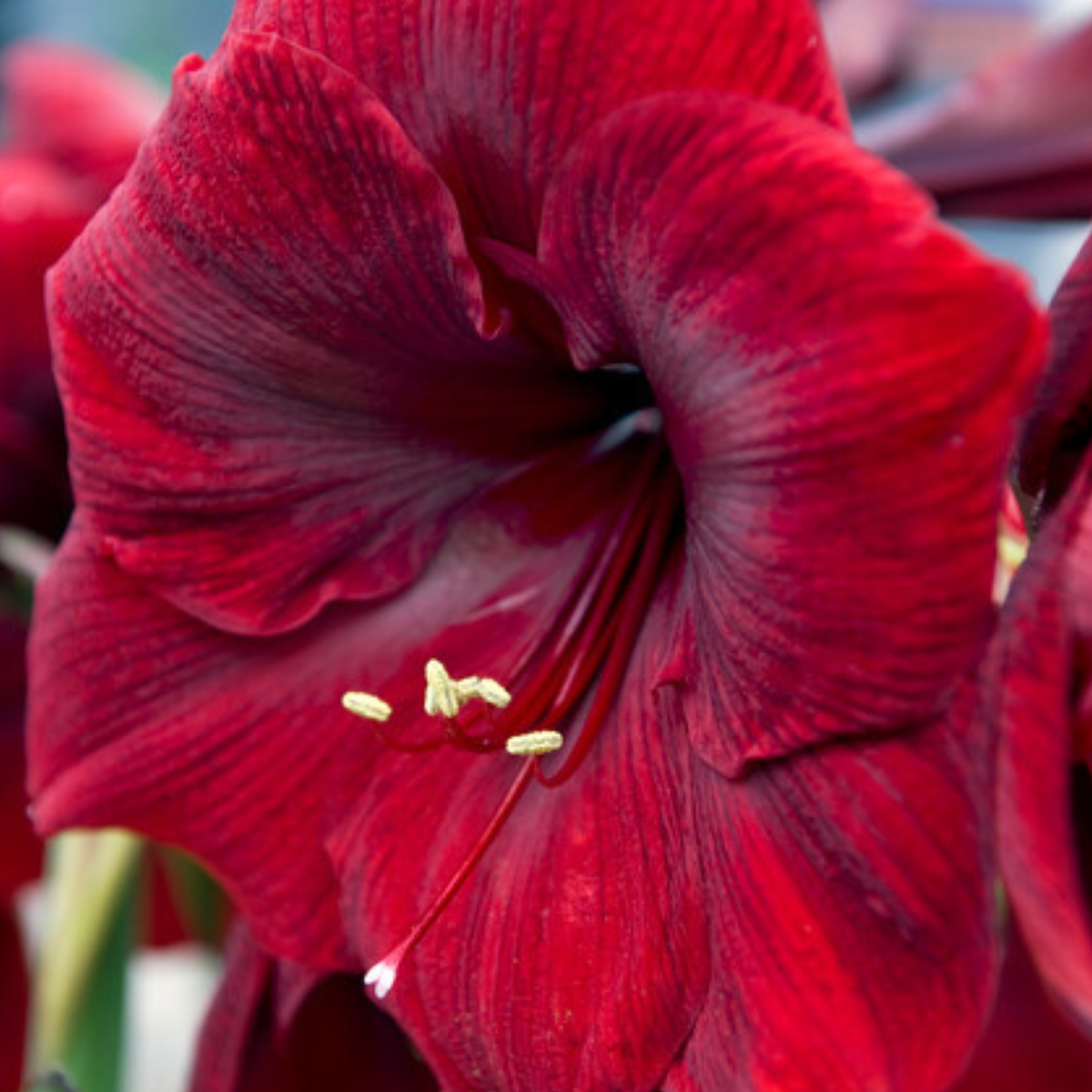 mandela amaryllis2.png