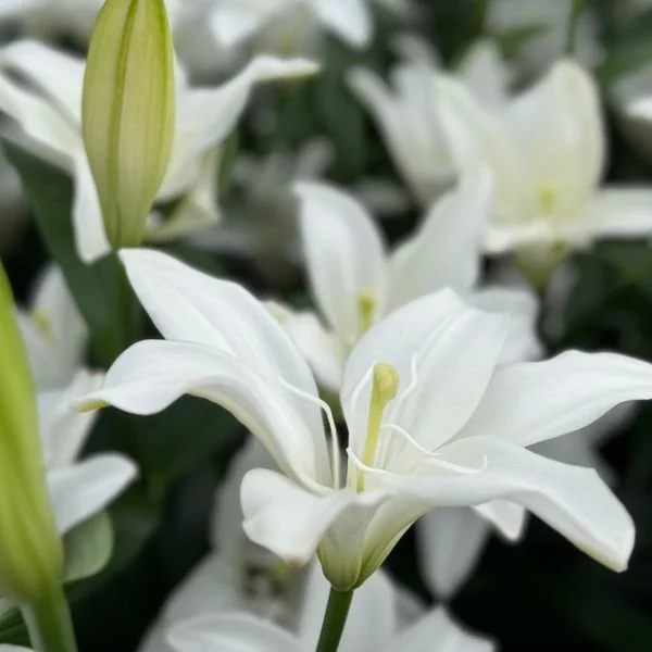 *liLy*さま Longfield Gardens Lily Collections, 40-count | Costco