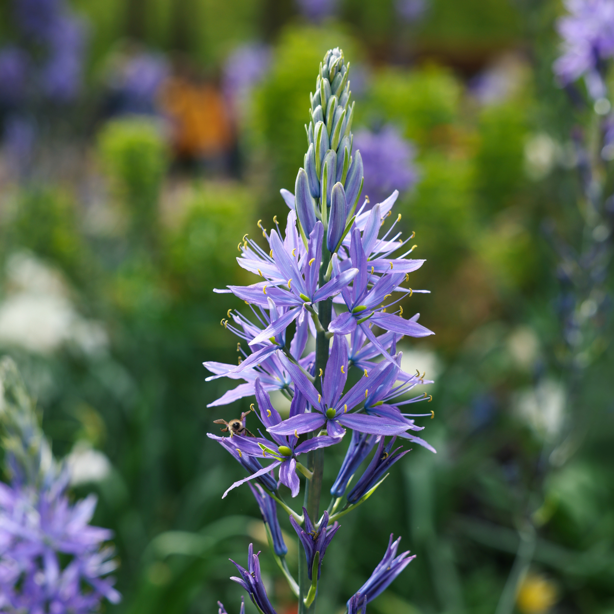 Camassia Cusicki.png