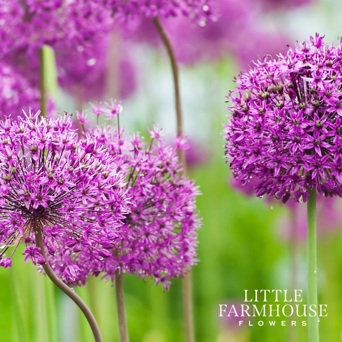 Purple Sensation allium.png