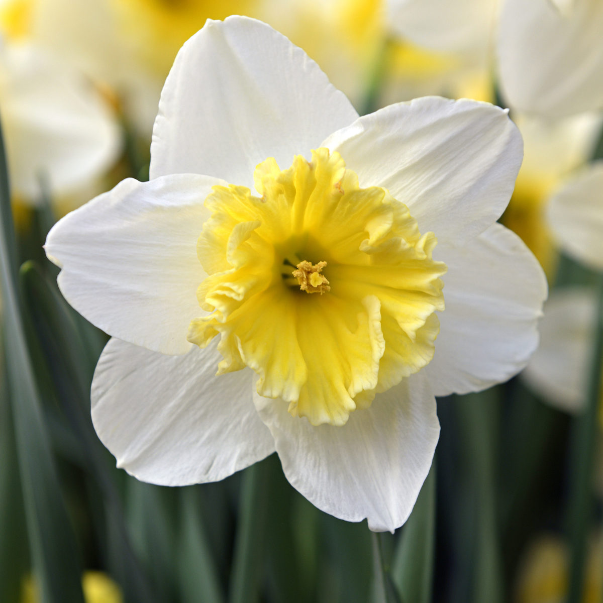 slim whitman daffodil.png