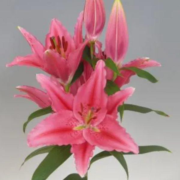Lily Van Zyverden Lilies Day & Night Collection Set of 12 Bulbs