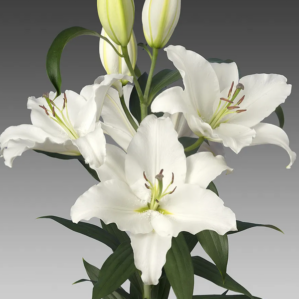 Snowboard Lily — little farmhouse flowers