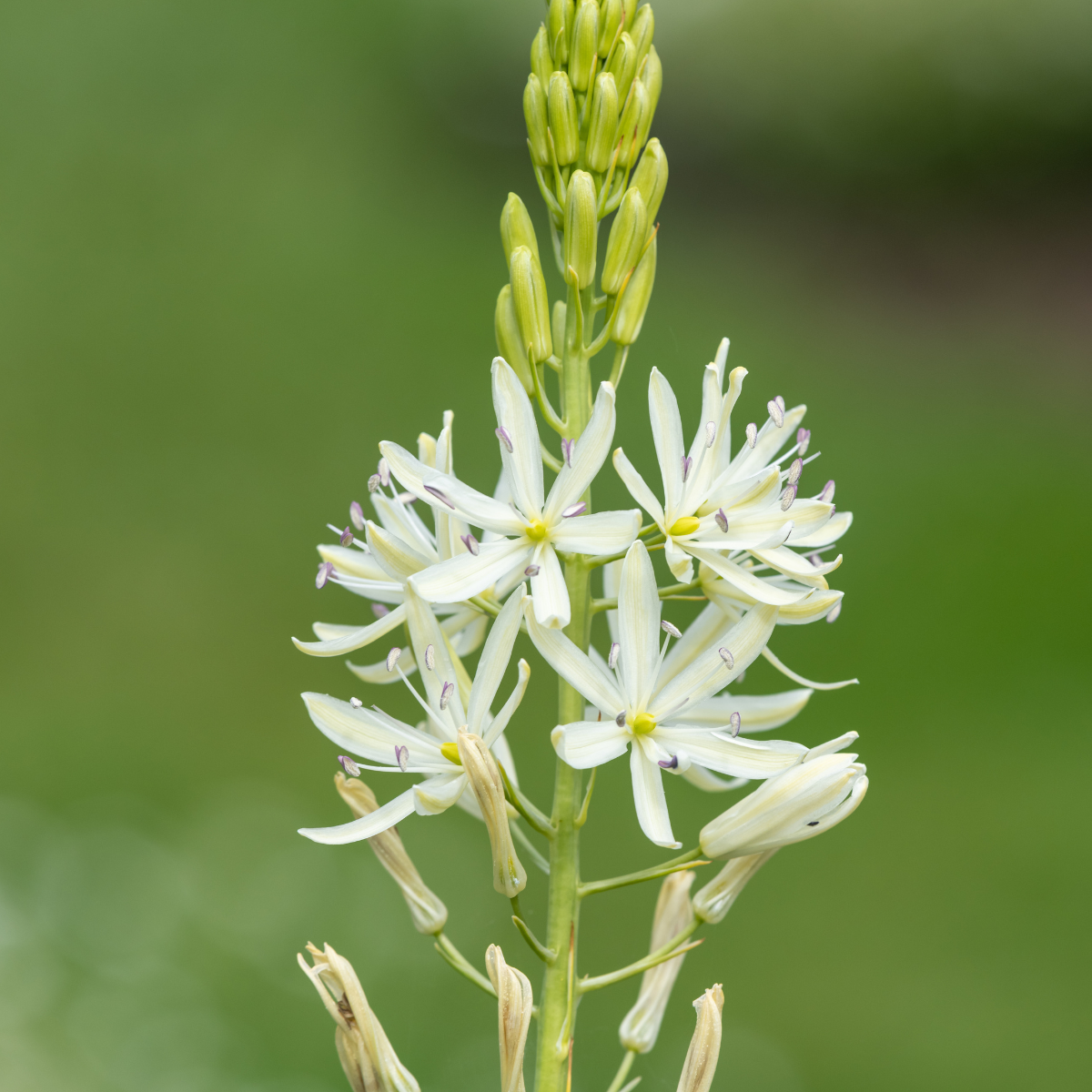 Camassia Lecht.png