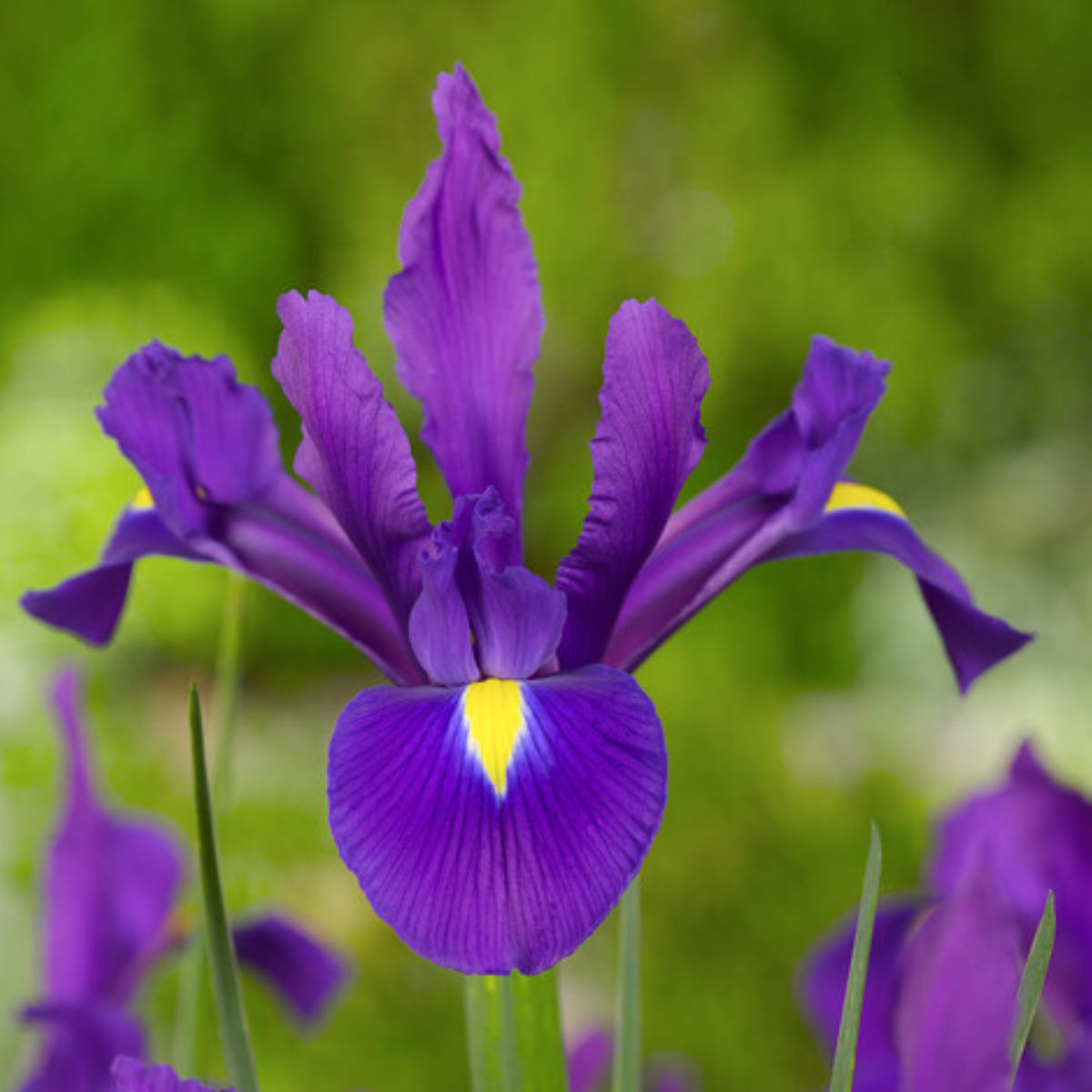 dutch iris Hong Kong.png