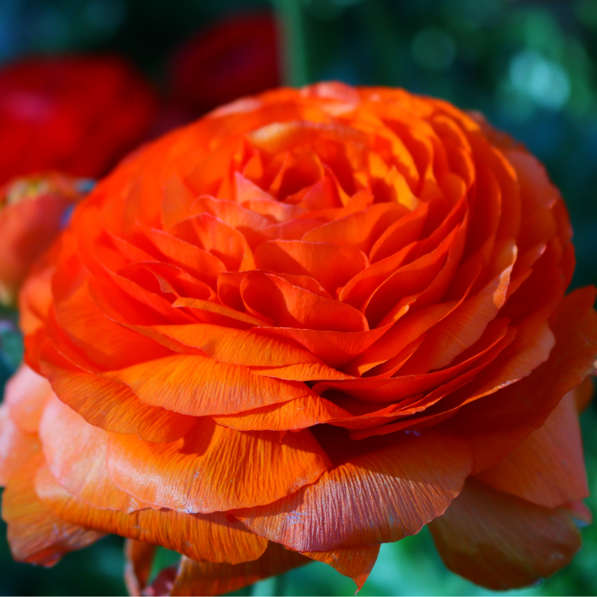 orange ranunculus2.png