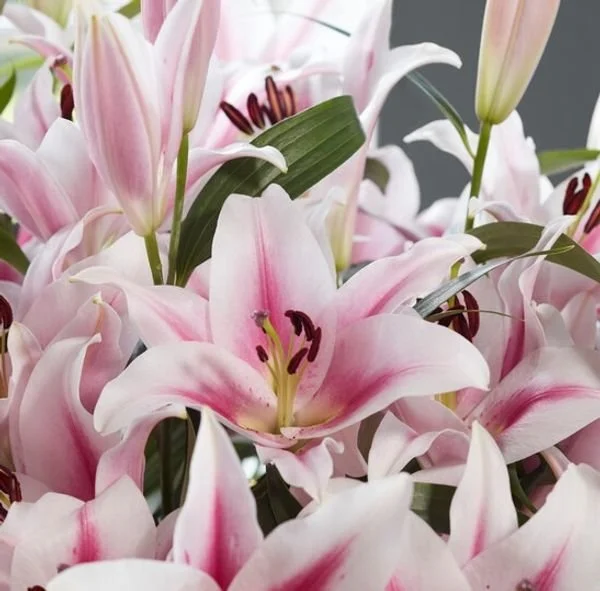 lily Amazon.com : Votaniki Yellow Rain Lily Bulbs - Perennial