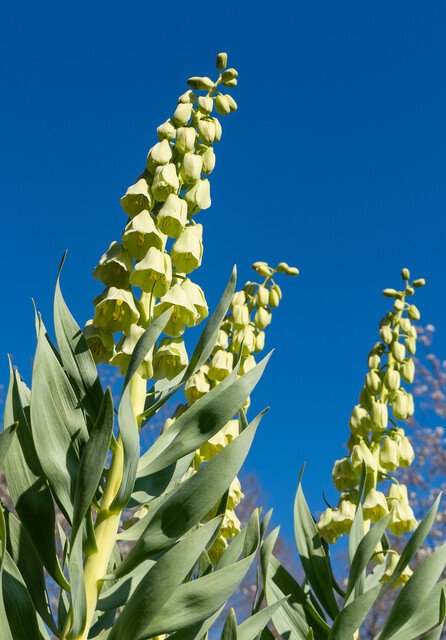 248348-MR-Fritillaria.jpg