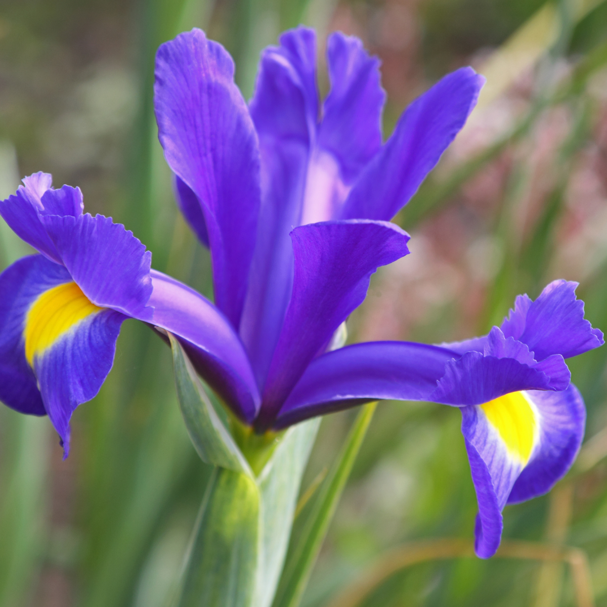 dutch iris blue magic.png