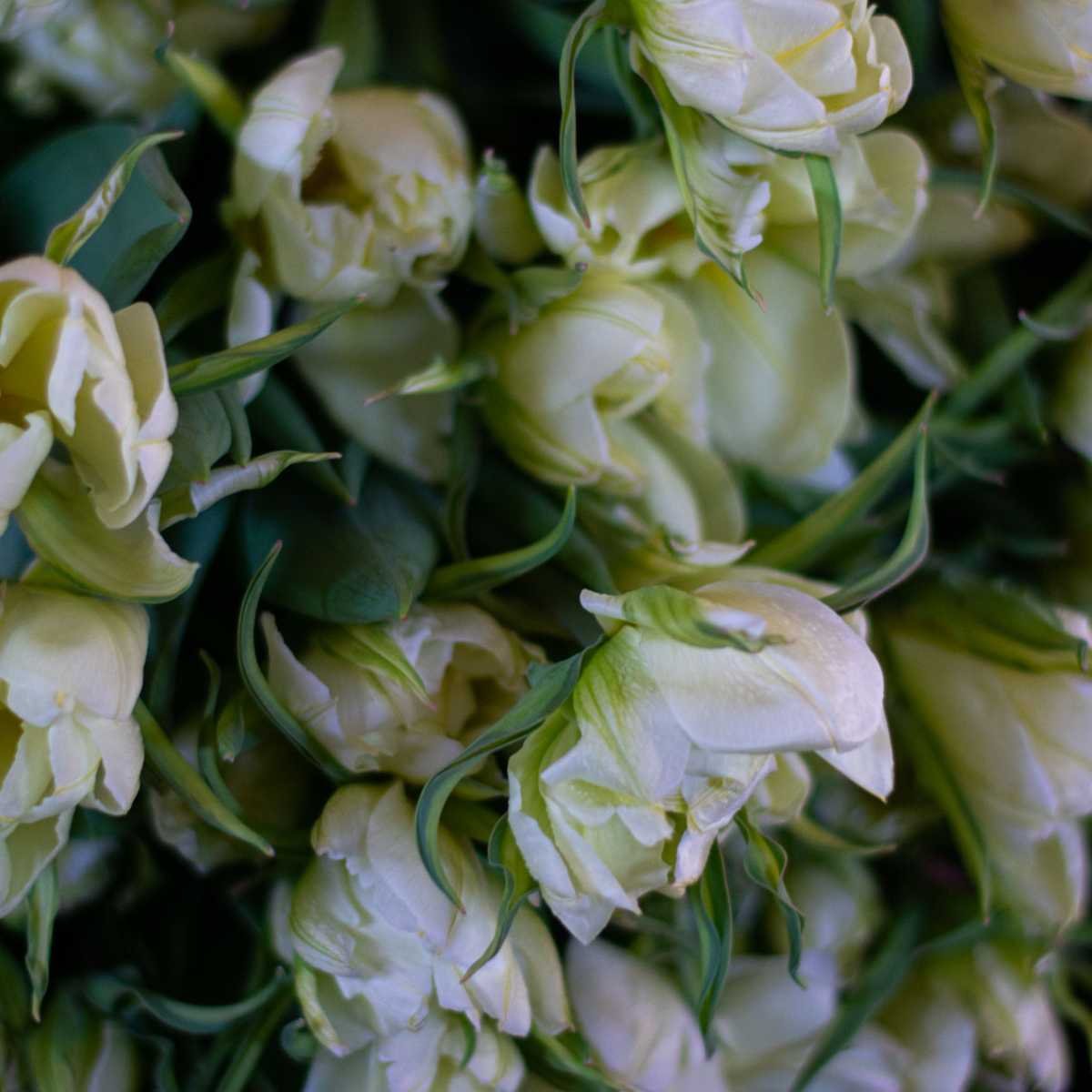 Pre-Cooled Tulip White Valley