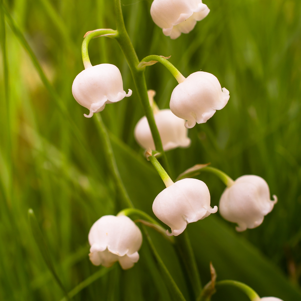 Pink lily of the valley.png