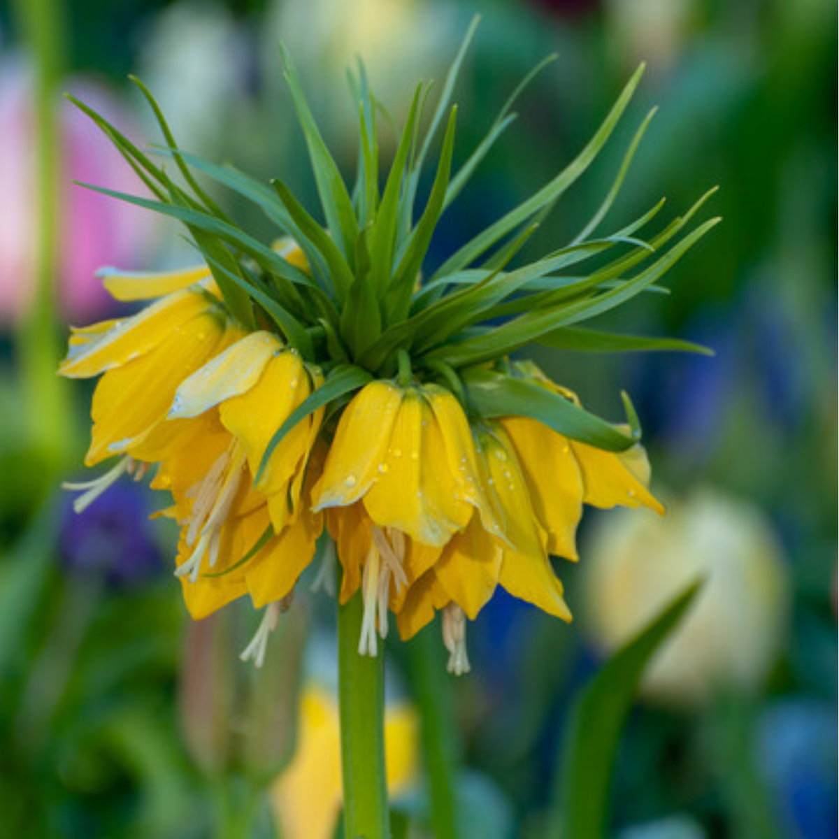 fritillaria lutea2.png