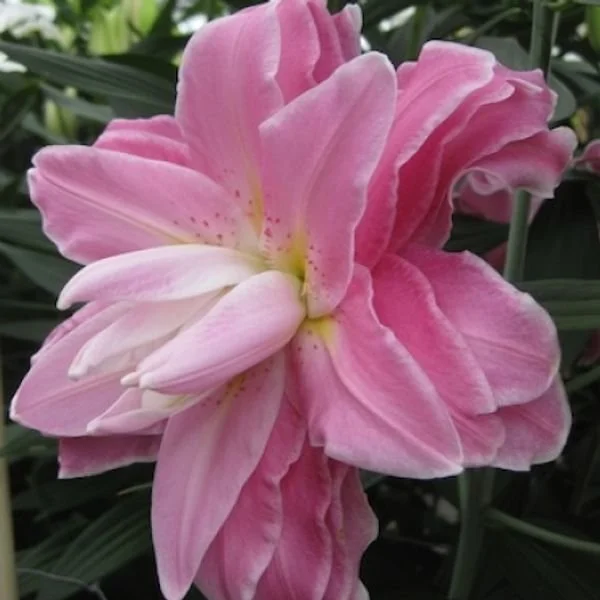 Snowboard Lily — little farmhouse flowers