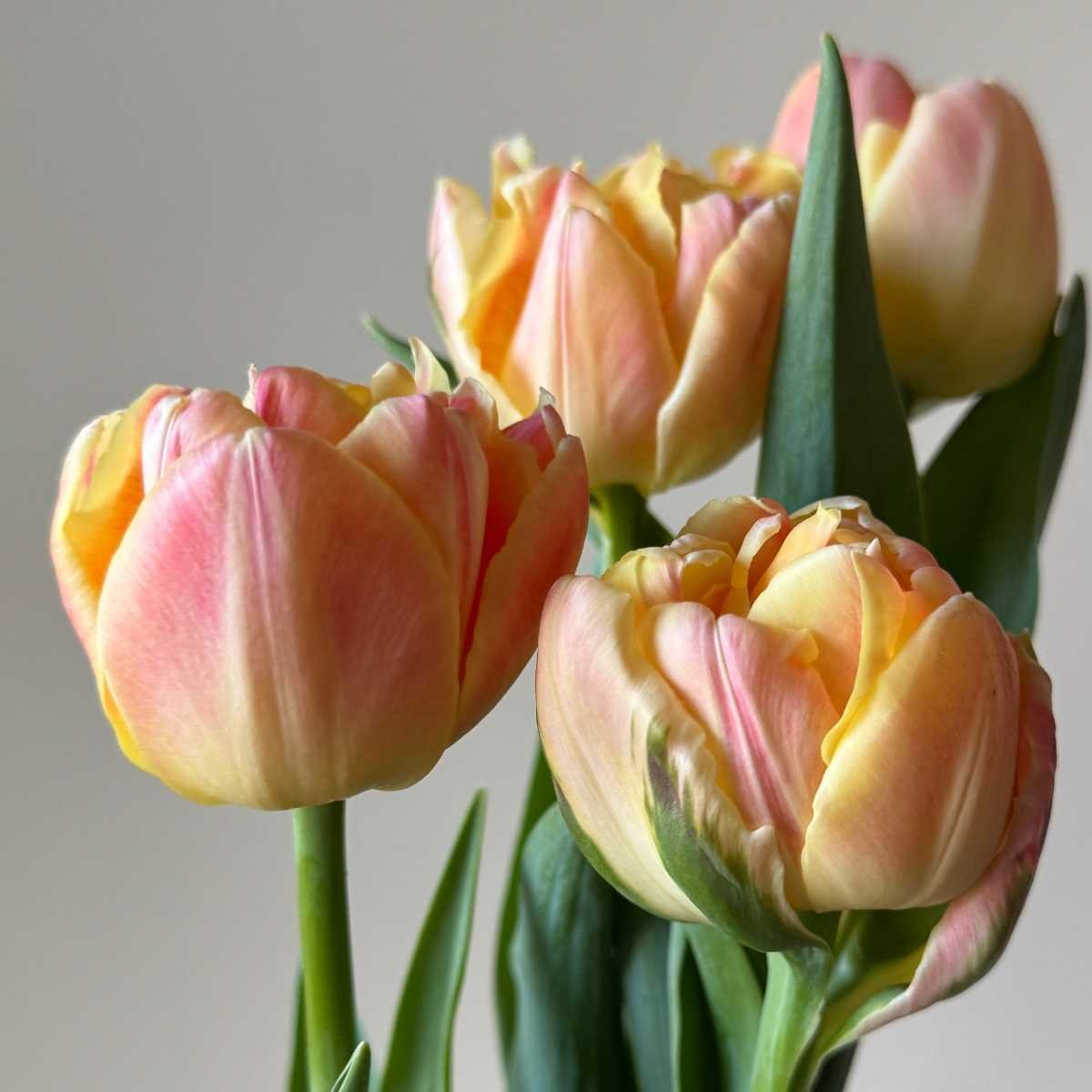 Pre-Cooled Tulip Apricot Symbiose