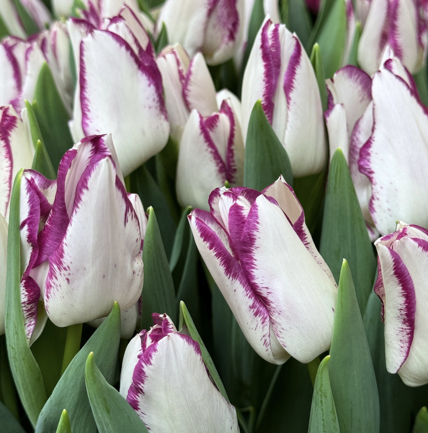 Pre-Cooled Tulip Affaire