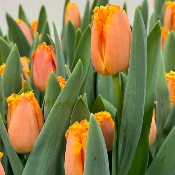 Pre-Cooled Tulip Ogene