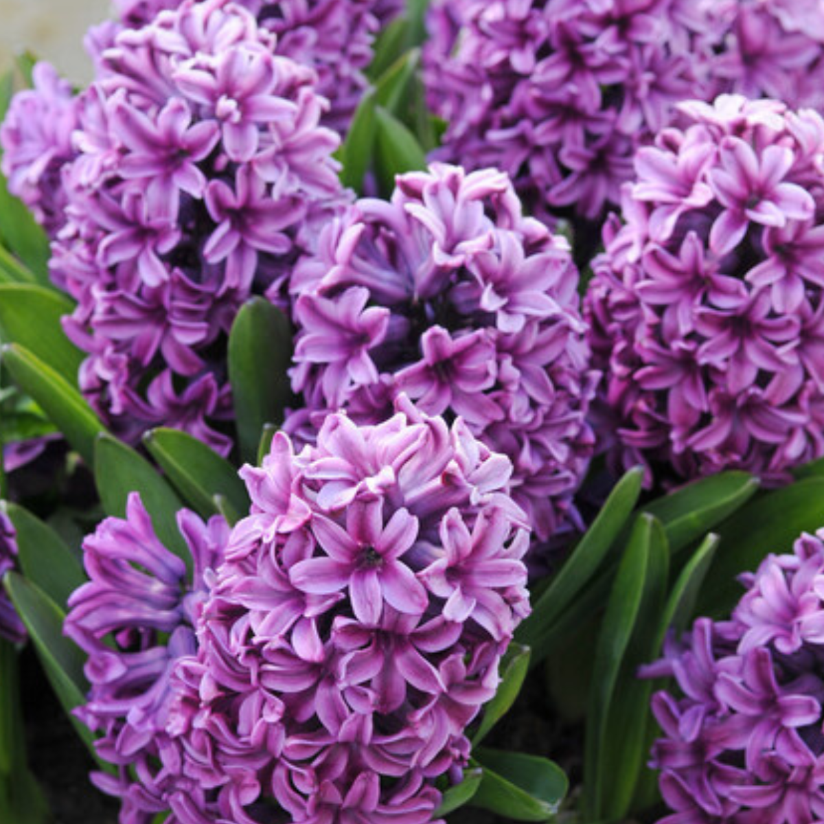 Miss Saigon hyacinth.png
