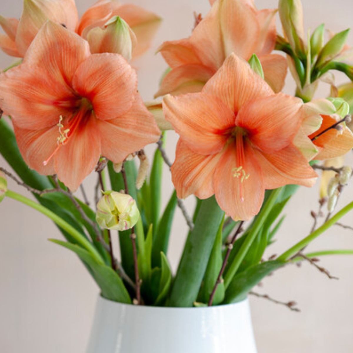 rilona amaryllis 2.png