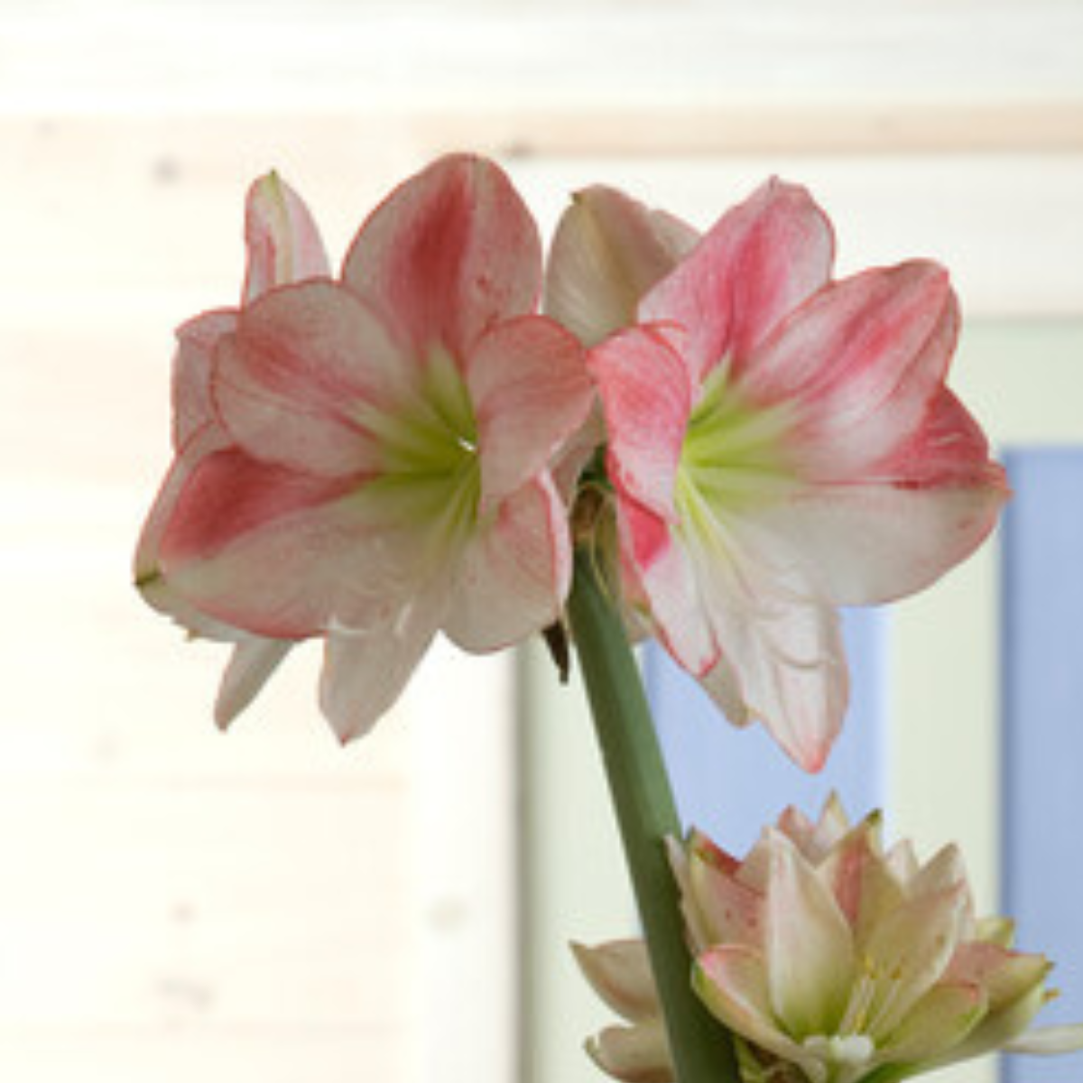 apple blossom amaryllis.png