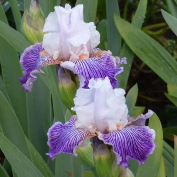 crows-feet-iris_300x@2x.jpg