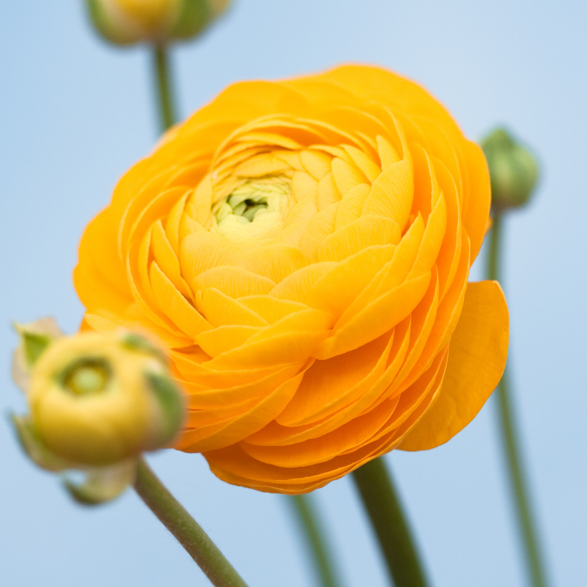 yellow ranunculus.png